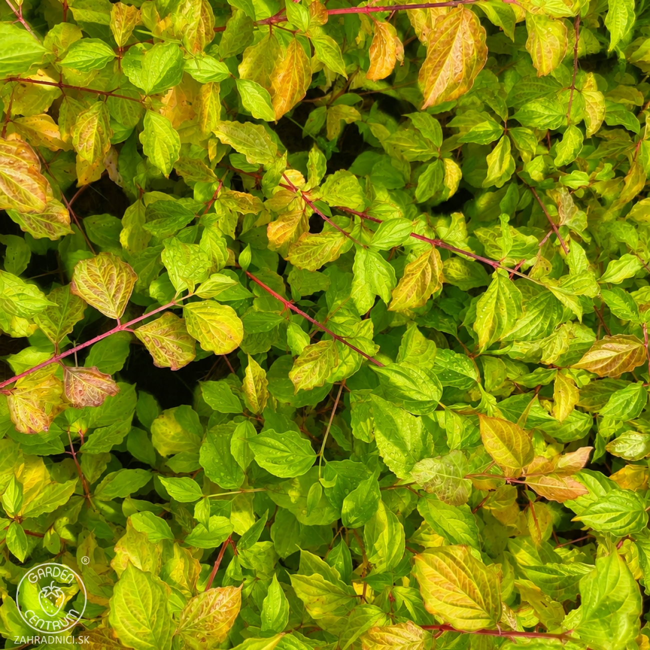 Obrázok Drieň krvavý (Cornus sanguinea) ‘ANNY’S WINTER ORANGE’ – výška 50-60 cm, kont. C3L